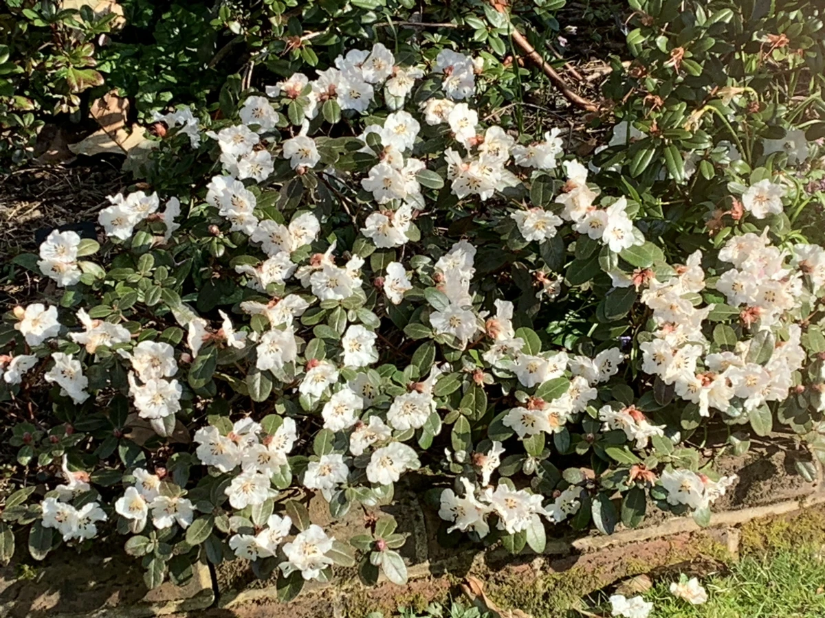 R. leucaspis